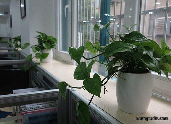 办公室风水植物知识有哪些？办公室风水摆设知识