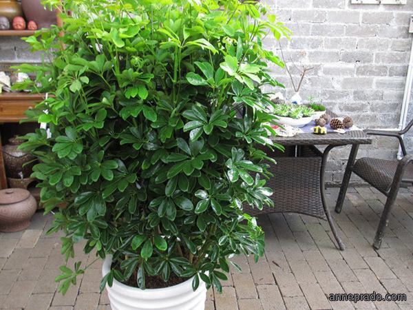 办公室绿植摆放有什么讲究？办公室花卉摆放有哪些讲究